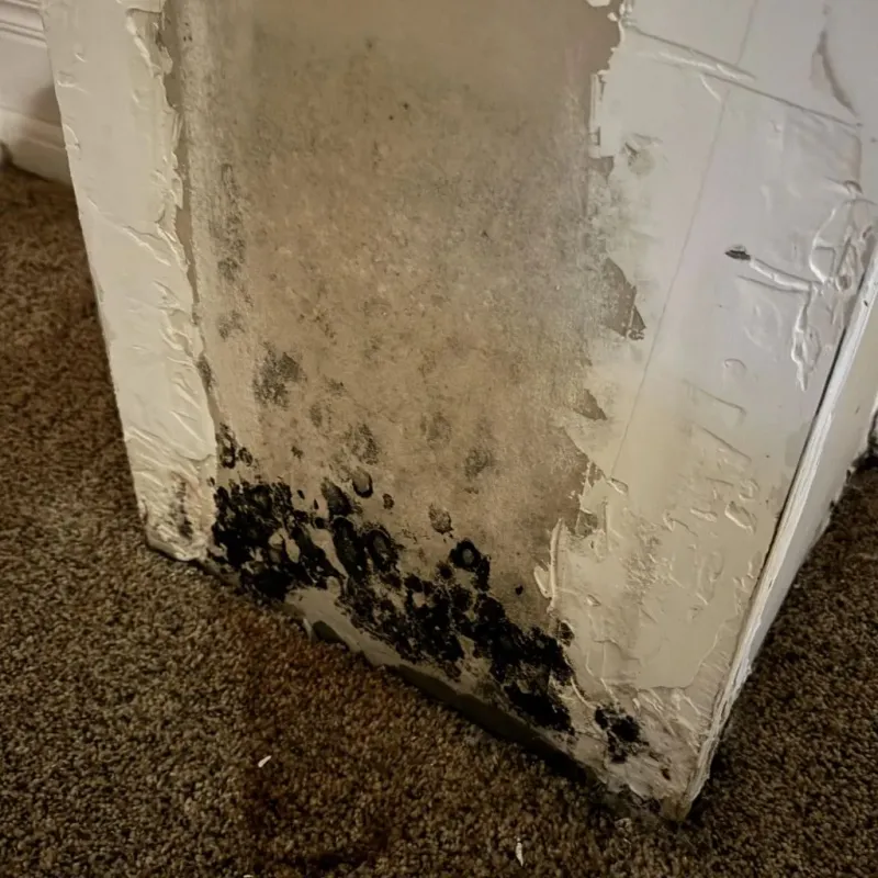 Professional Mold Removal in Hershey, PA